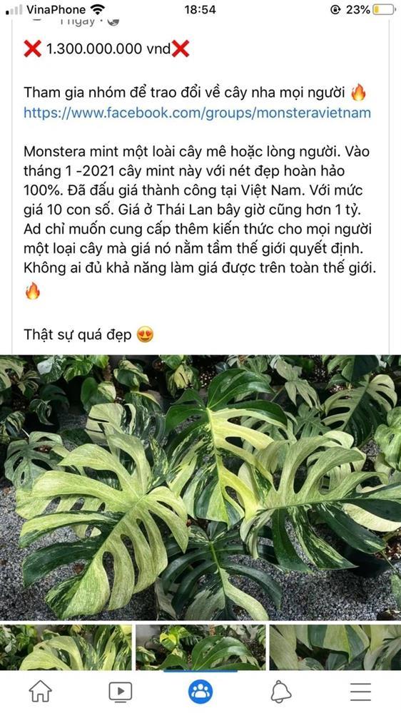 Dân chơi săn lùng siêu lá trị giá 1 tỷ 300 triệu đồng khiến nhiều người kinh ngạc-1