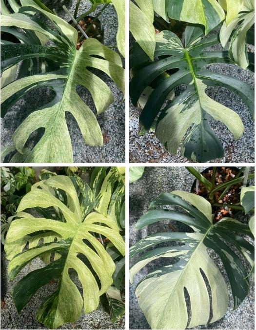 Dân chơi săn lùng siêu lá trị giá 1 tỷ 300 triệu đồng khiến nhiều người kinh ngạc-2