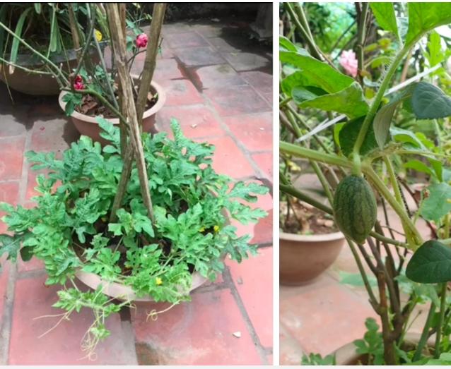 Tốn công chăm bẵm cây dưa hấu trong chậu, tới lúc xẻ ra ăn, cô gái té ngửa-1