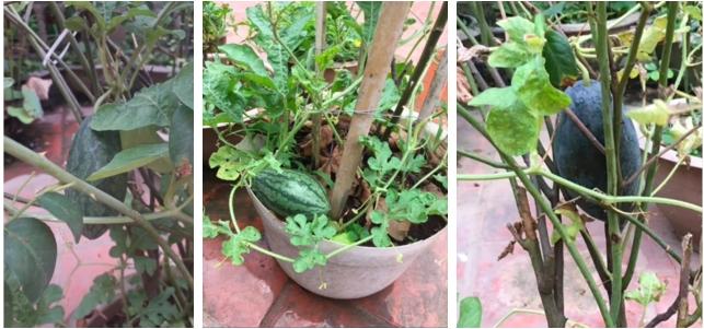 Tốn công chăm bẵm cây dưa hấu trong chậu, tới lúc xẻ ra ăn, cô gái té ngửa-3