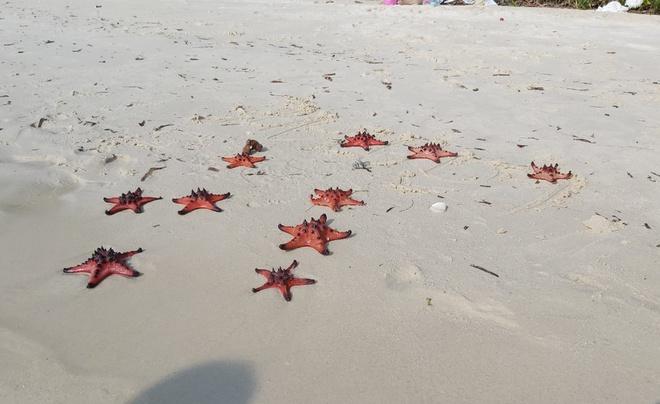 Chính quyền lên tiếng vụ sao biển chết khô ở Phú Quốc-2