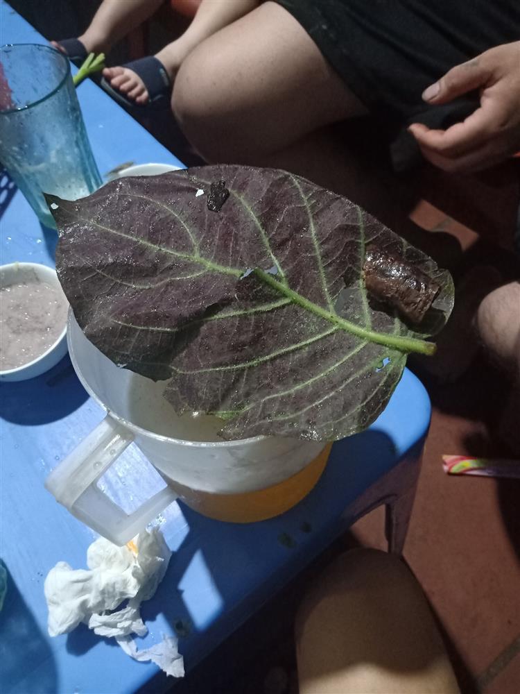 Xỉu lên, xỉu xuống khi ăn bát mì mà gắp được lá mồng tơi to như cái quạt-6