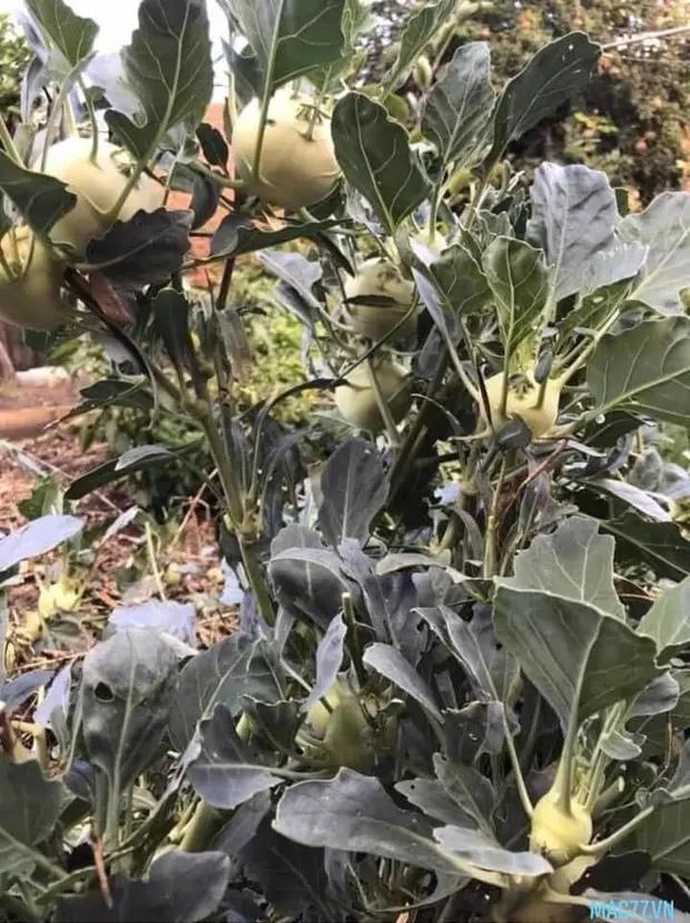 Xỉu lên, xỉu xuống khi ăn bát mì mà gắp được lá mồng tơi to như cái quạt-7