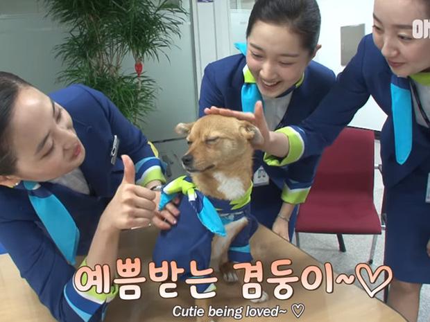 Chú chó mê gái khét tiếng ở sân bay Hàn Quốc-2