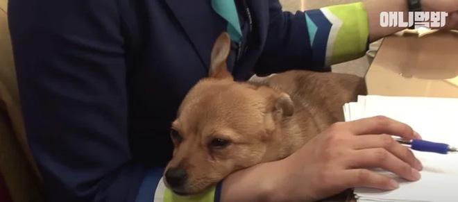 Chú chó mê gái khét tiếng ở sân bay Hàn Quốc-7