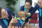 Chú chó 'mê gái' khét tiếng ở sân bay Hàn Quốc