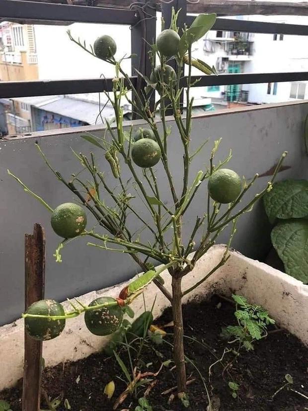 Cây chanh mini cho ra quả sai trĩu, nhưng khi zoom vào ảnh ai cũng rùng mình-1