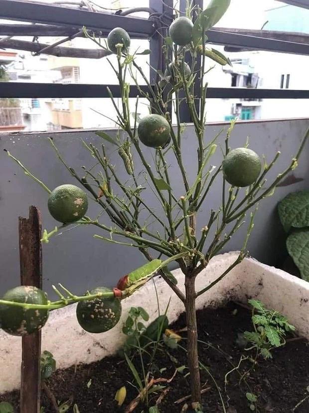 Cây chanh mini cho ra quả sai trĩu, nhưng khi zoom vào ảnh ai cũng rùng mình-2