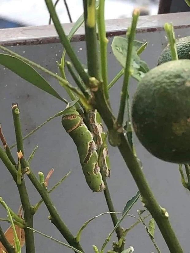 Cây chanh mini cho ra quả sai trĩu, nhưng khi zoom vào ảnh ai cũng rùng mình-3