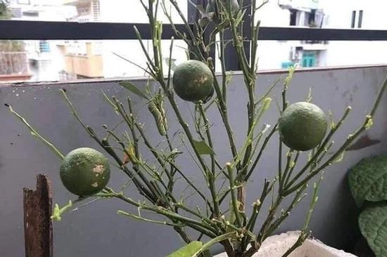 Cây chanh mini cho ra quả sai trĩu, nhưng khi zoom vào ảnh ai cũng rùng mình