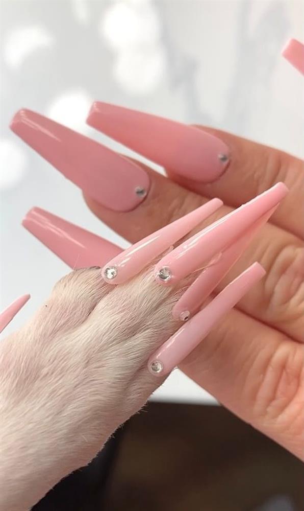 Cô gái bị dọa kiện tội ngược đãi khi làm nail cho chó cưng-1