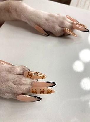 Cô gái bị dọa kiện tội ngược đãi khi làm nail cho chó cưng-2
