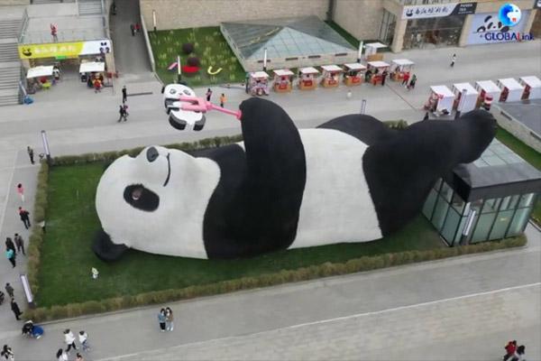 Cặp gấu trúc sinh đôi đầu tiên ở Đức sắp tròn 2 tuổi-1