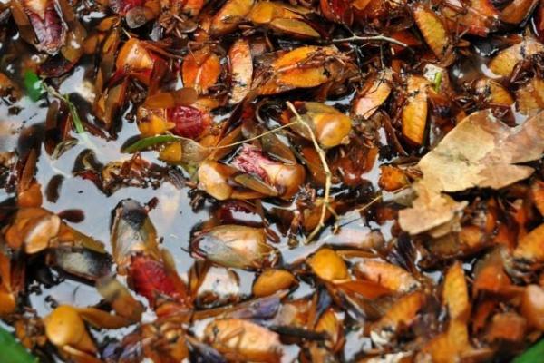 Màn chặt dừa của Trường Giang khiến Nhã Phương hú hồn: Suýt nữa là mất ăn rồi!-2