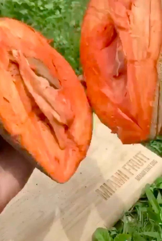 Trồng được cây hồng xiêm cho quả đột biến, bổ ra, cô gái bất ngờ vì thứ bên trong-3