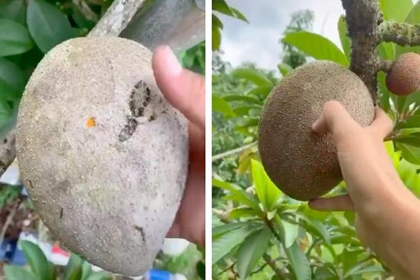 Tưởng quả nào cũng ép được, cô gái ép hồng xiêm để rồi khóc thét-5