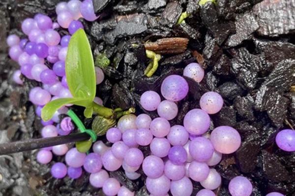 Người thân nói về chủ vườn lan bị tố ôm 200 tỷ bỏ trốn-3