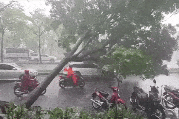 Cây cổ thụ bật gốc đè trúng xế hộp đang đi đường ở TP HCM