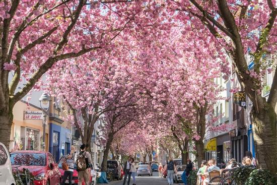 Hoa anh đào nở rộ trên các con phố ở Bonn, Đức