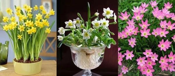 6 loại cây kẻ thù của tiền tài, chứa nhiều sát khí, chớ dại trồng trong nhà-1