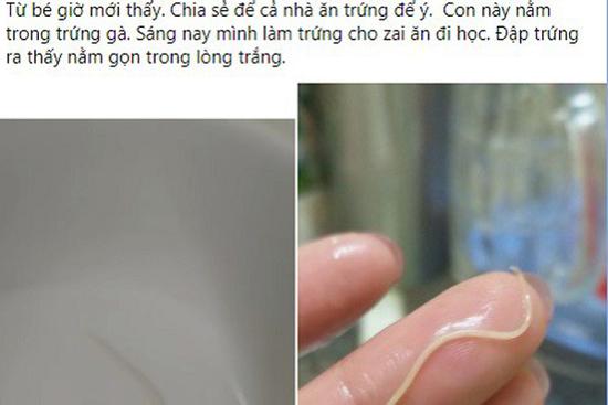 Xuất hiện clip lòng trắng trứng gà nghi nhiễm giun sán, chuyên gia nói gì?