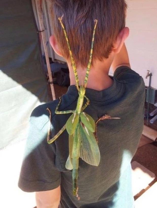 Những hình ảnh độc đáo khiến du khách mắt chữ A mồm chữ O khi đến nước Úc-1