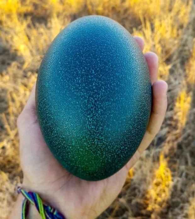 Những hình ảnh độc đáo khiến du khách mắt chữ A mồm chữ O khi đến nước Úc-2