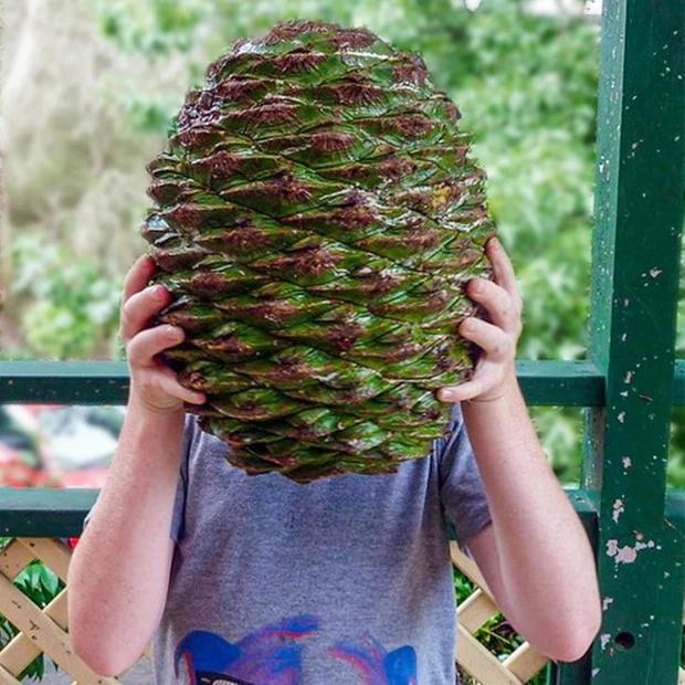 Những hình ảnh độc đáo khiến du khách mắt chữ A mồm chữ O khi đến nước Úc-8