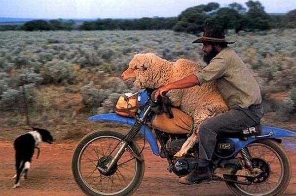 Những hình ảnh độc đáo khiến du khách mắt chữ A mồm chữ O khi đến nước Úc-10