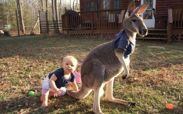 Những hình ảnh độc đáo khiến du khách mắt chữ A mồm chữ O khi đến nước Úc-11