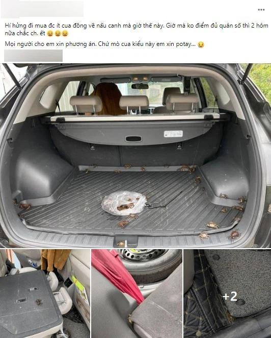 Hí hửng mua được mớ cua đồng, cô gái khóc thét khi chứng kiến cảnh cốp xe-1