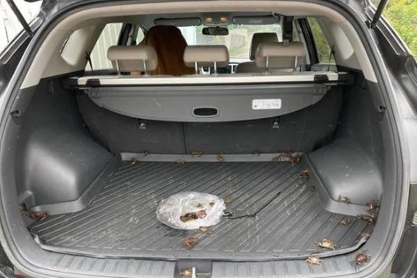 Chuỗi cà phê heo cưng ở Nhật-1