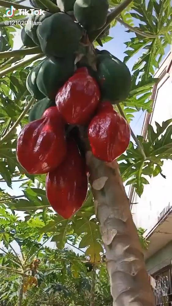 Khoe cây đu đủ có quả chín đỏ au, chàng trai lập tức bị dân mạng bóc mẽ-1