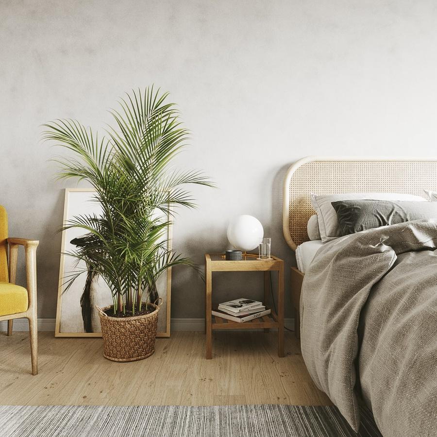 7 loại cây cảnh NÊN đặt trong phòng ngủ vừa tốt cho sức khỏe vừa hợp phong thủy-5