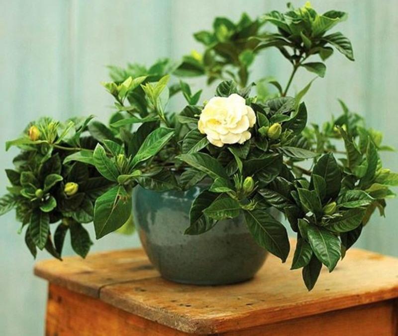 7 loại cây cảnh NÊN đặt trong phòng ngủ vừa tốt cho sức khỏe vừa hợp phong thủy-6