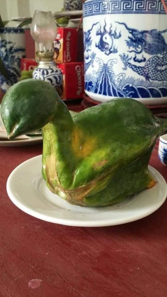 Ngạc nhiên với quả đu đủ khác người mang hình dáng nửa gà nửa vịt-1