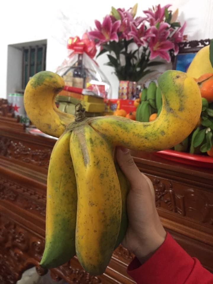 Ngạc nhiên với quả đu đủ khác người mang hình dáng nửa gà nửa vịt-3