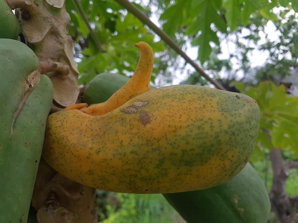 Ngạc nhiên với quả đu đủ khác người mang hình dáng nửa gà nửa vịt-5