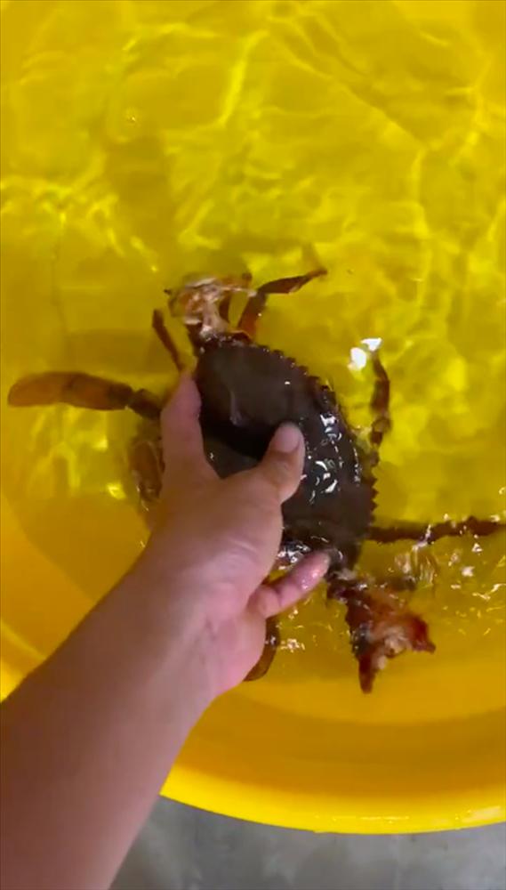 Khoe mấy bé cua nhà mình nuôi, chàng trai khiến người xem ngỡ ngàng-1