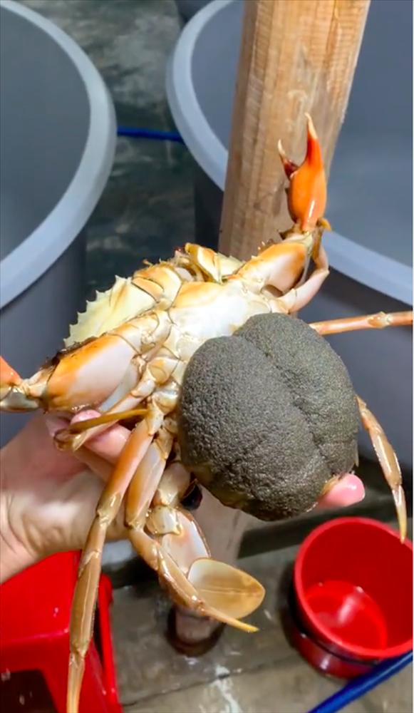 Khoe mấy bé cua nhà mình nuôi, chàng trai khiến người xem ngỡ ngàng-2