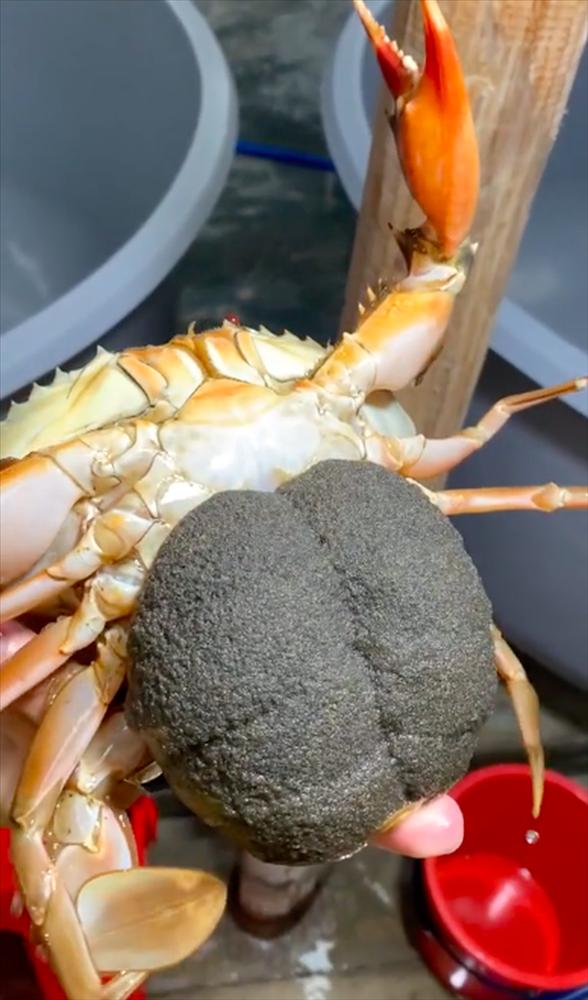 Khoe mấy bé cua nhà mình nuôi, chàng trai khiến người xem ngỡ ngàng-3