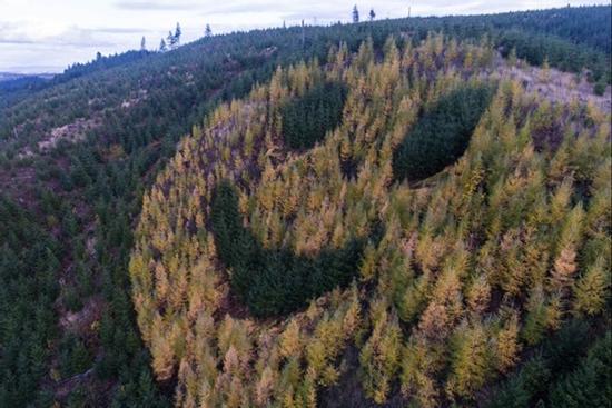 Gương mặt cười chỉ xuất hiện giữa rừng một lần trong năm