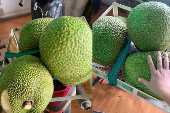 Thu hoạch được 3 trái mít nặng gần 30kg, tới lúc đem bán chàng trai 'sốc nặng'