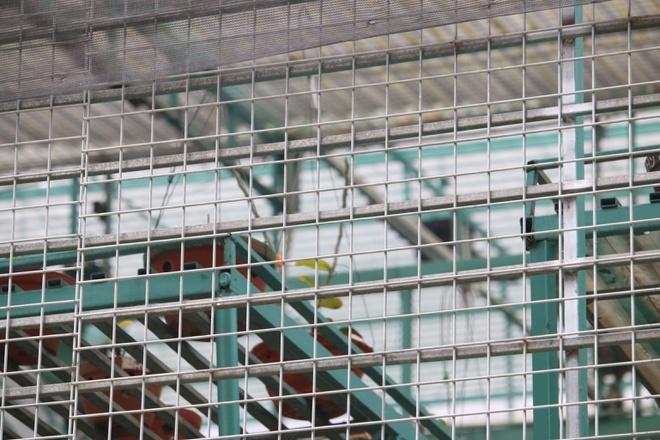 Lời khai của chủ vườn lan Hà Thanh-2