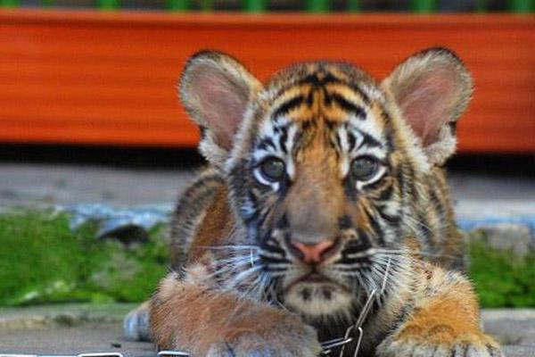 Cuộc chạm trán với voi Nam Phi ở cự ly gần và cái kết-2