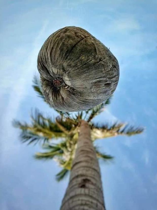 Bức ảnh chụp góc hiểm của cây dừa khiến thanh niên phải thay điện thoại mới đăng được lên FB-1