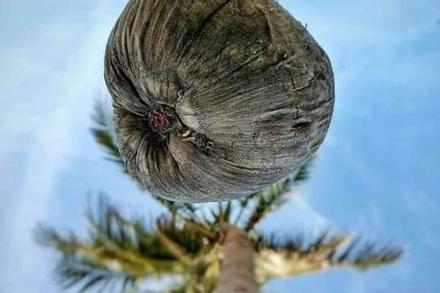 Bức ảnh chụp 'góc hiểm' của cây dừa khiến thanh niên phải thay điện thoại mới đăng được lên FB