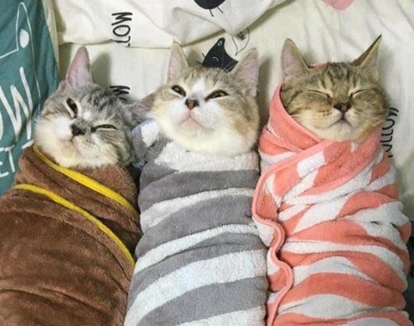 Chị gái 30 tuổi chăm một lúc tam quý tử, nhìn mặt các con mà giật thột-2