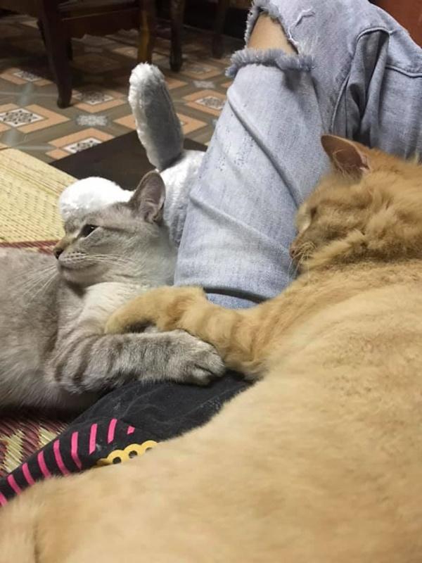 Chị gái 30 tuổi chăm một lúc tam quý tử, nhìn mặt các con mà giật thột-5