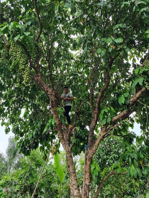 Cây dâu da đất sai trĩu quả trong vườn của Việt Trinh.